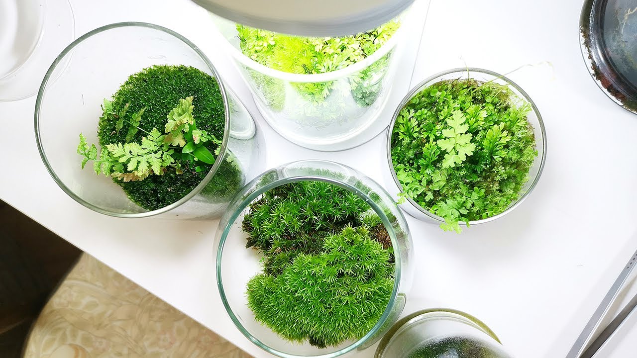 Миникусы 🍃 Все мои домашние мини-флорариумы