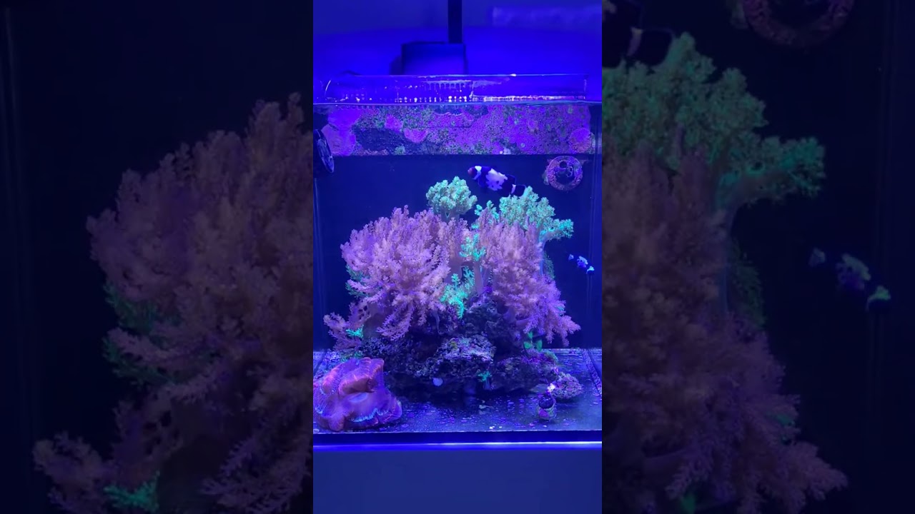 Red Sea Max Nano 