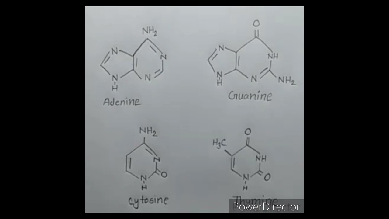 structure of Adenine Guanine Thymine and Cytocine#shorts #chemistry bsc 1st year semester 1st#aalok