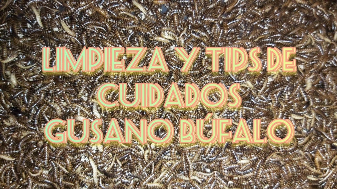 Limpieza y tips de cuidados del gusano búfalo🪱🪱