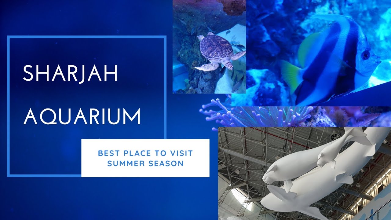 Sharjah aquarium/Best place to visit summer season@devarudravlogs#sharjah,#aquarium