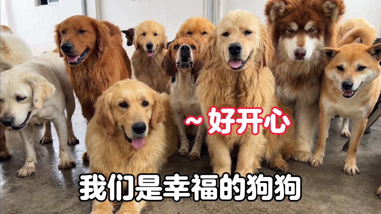 照顧400只狗狗有多不易，顧不上身心疲憊，永遠把它們放在第一位