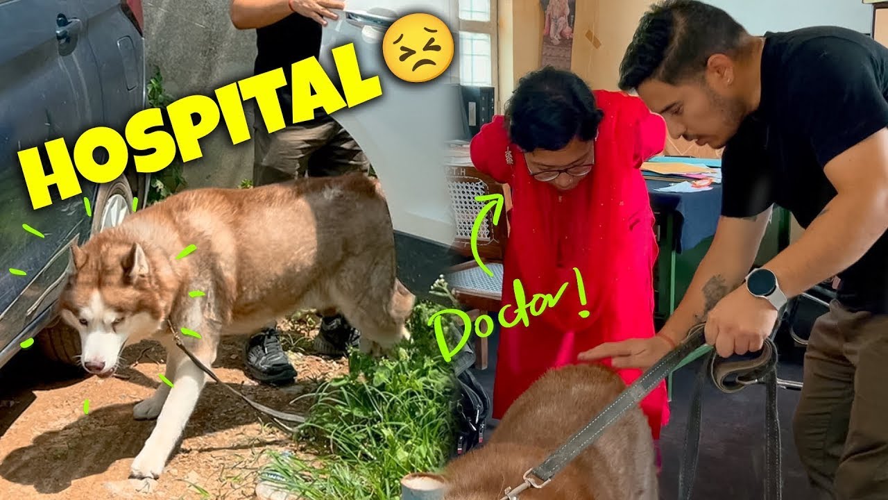 Ghost ko emergency mei Hospital le jana pada 😓 Shelter update! @THEHIMALAYANHUSKY