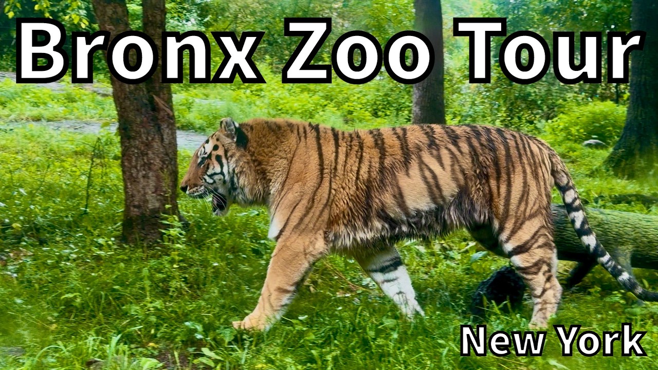 Tour of the Bronx Zoo [2026] - Bronx, New York - USA