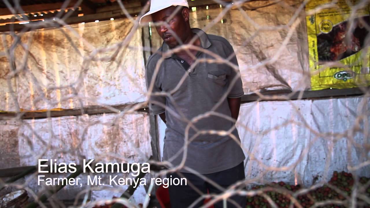 Invasive Africa: Tuta absoluta