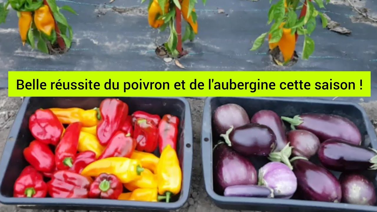 Récolte abondante des poivrons et des aubergines dans le Nord de la France 2022
