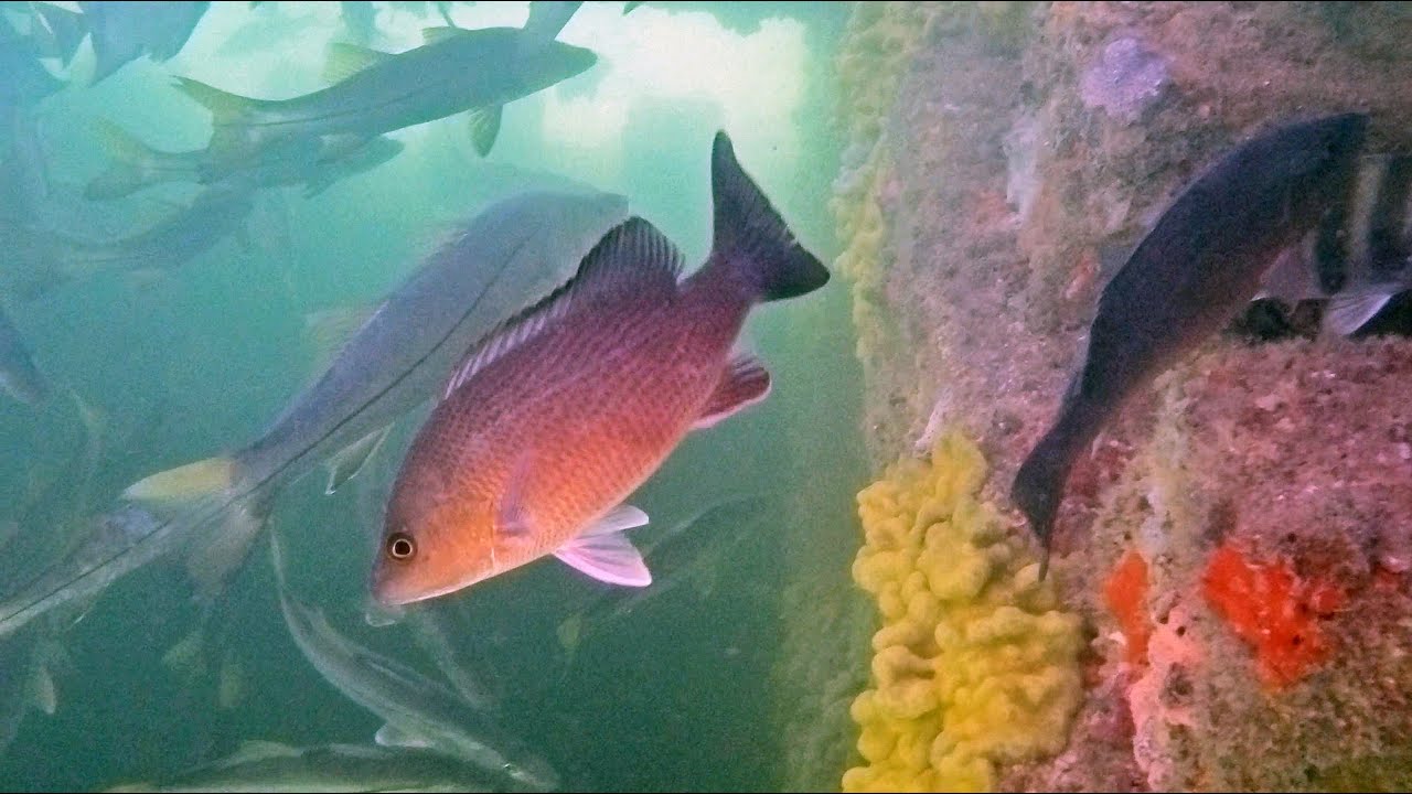 Florida Anna Maria Island Exciting Snorkeling Adventures * Underwater Life * Lots Of Fish [4K]