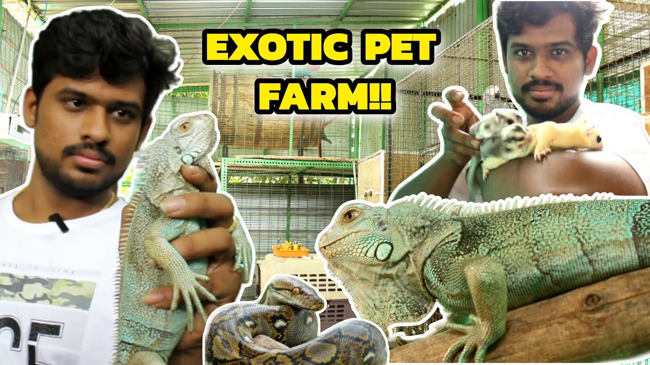 இதையெல்லாமா வீட்டில வளர்க்கறாங்க😳‼️ | exotic pet farm | iguana farm | snake farm | sugar glider farm