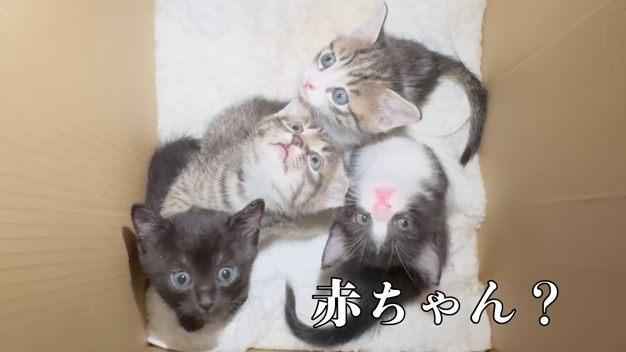 こんなに可愛い子たちが２週間後…【story ⑤】
