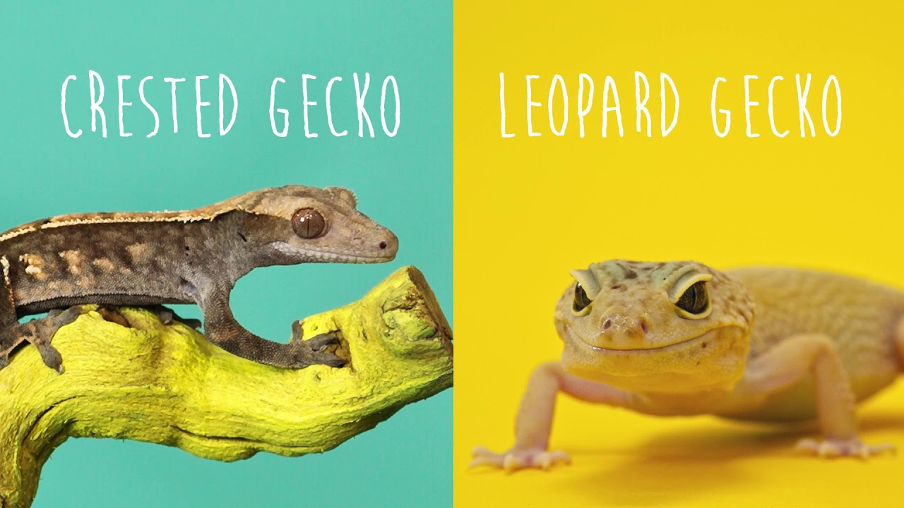 Crested Gecko VS. Leopard Gecko!!!