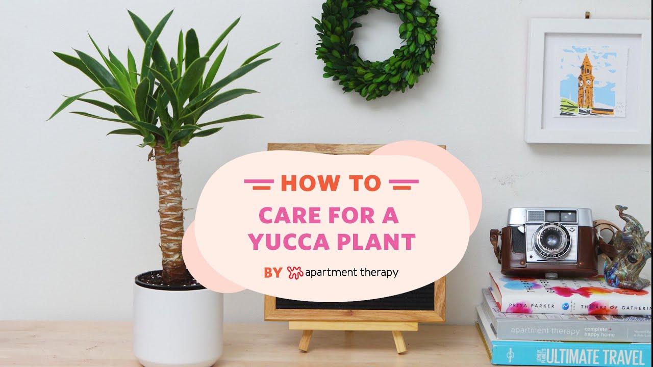 How To Care For A Yucca Plant | Apartment Therapy