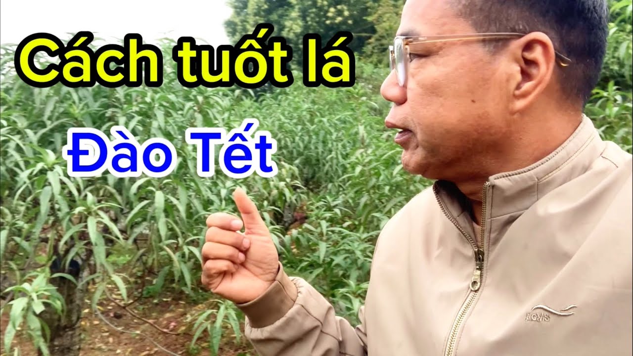 Thời Điểm Tuốt Lá Đào 