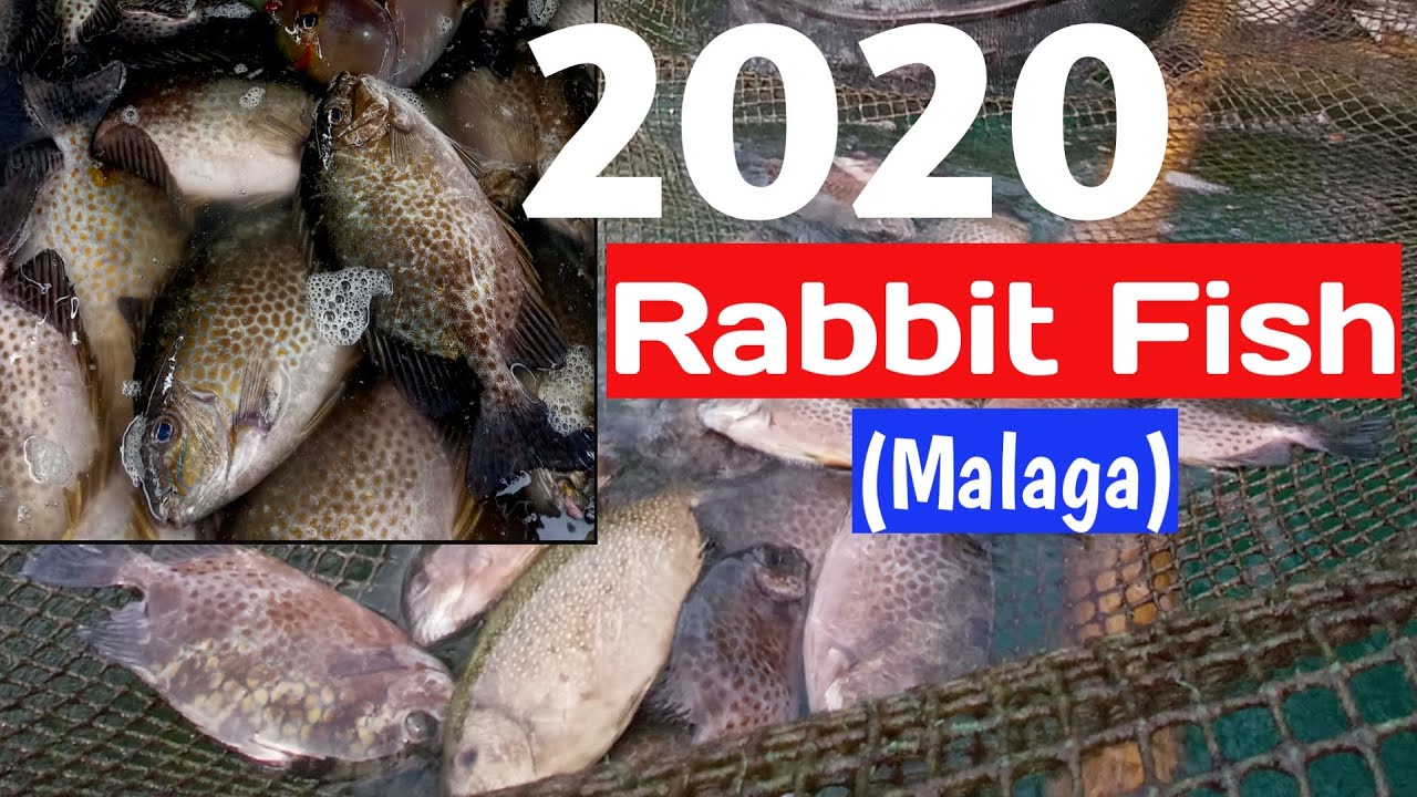 2020 Rabbit Fish(Malaga o Samaral) Culture