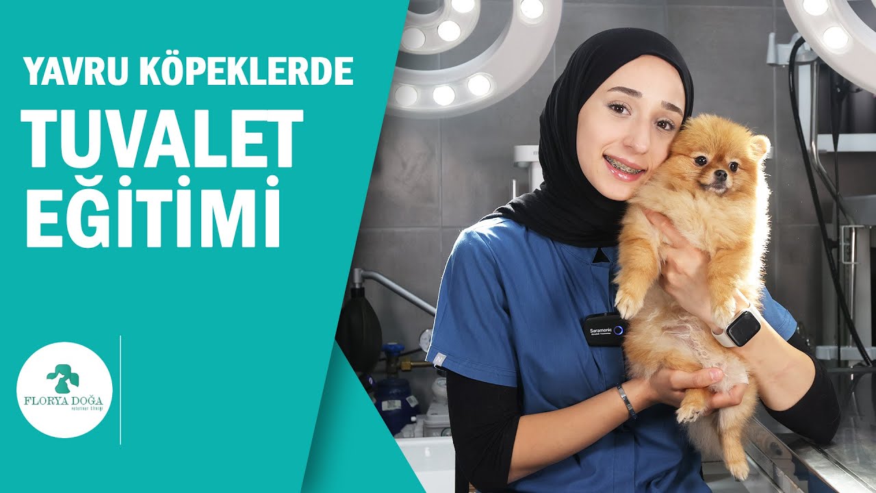 Yavru K&ouml;peklerde Tuvalet Eğitimi