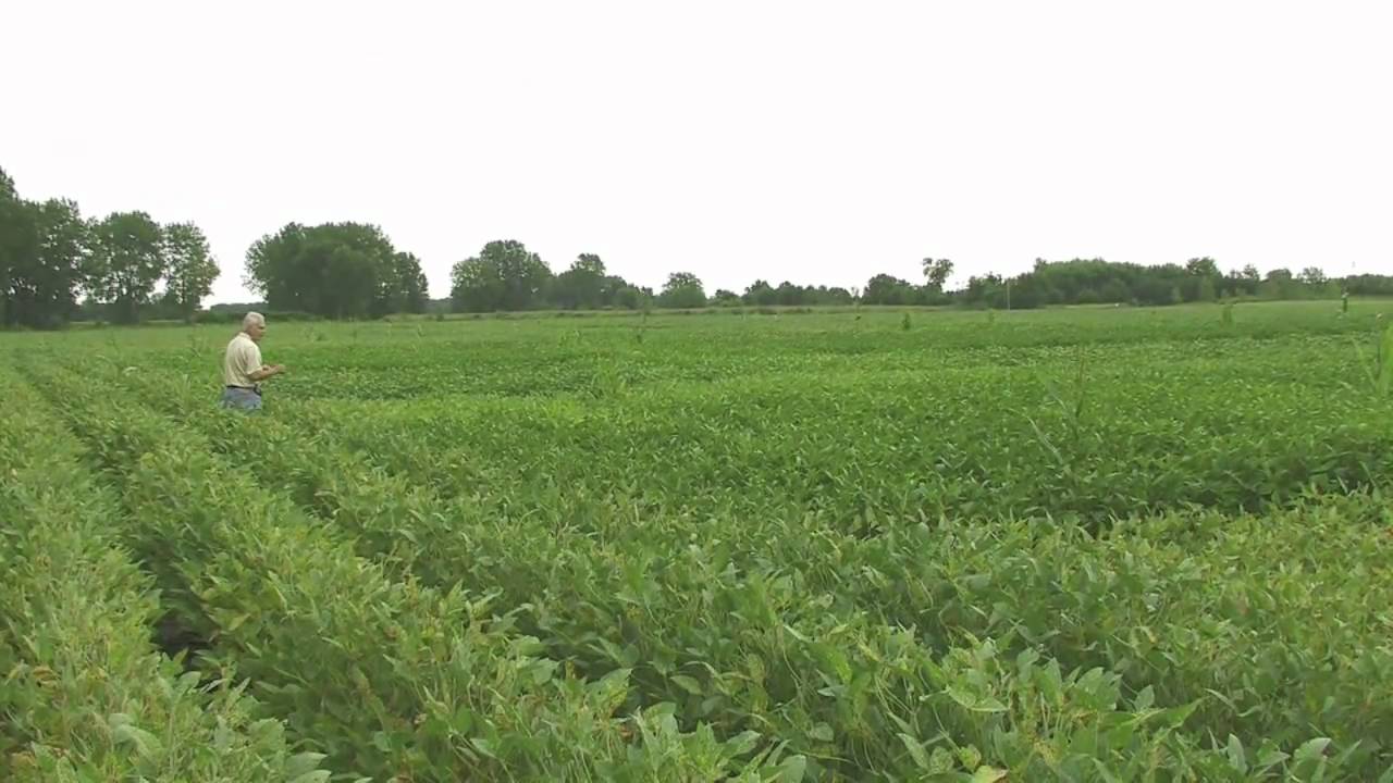 Soybean Cyst Nematode Resistance