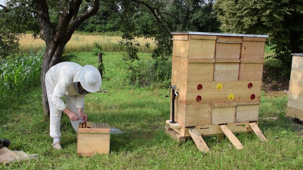 Ukrainian beehive Bjilnyk with 3 Queens