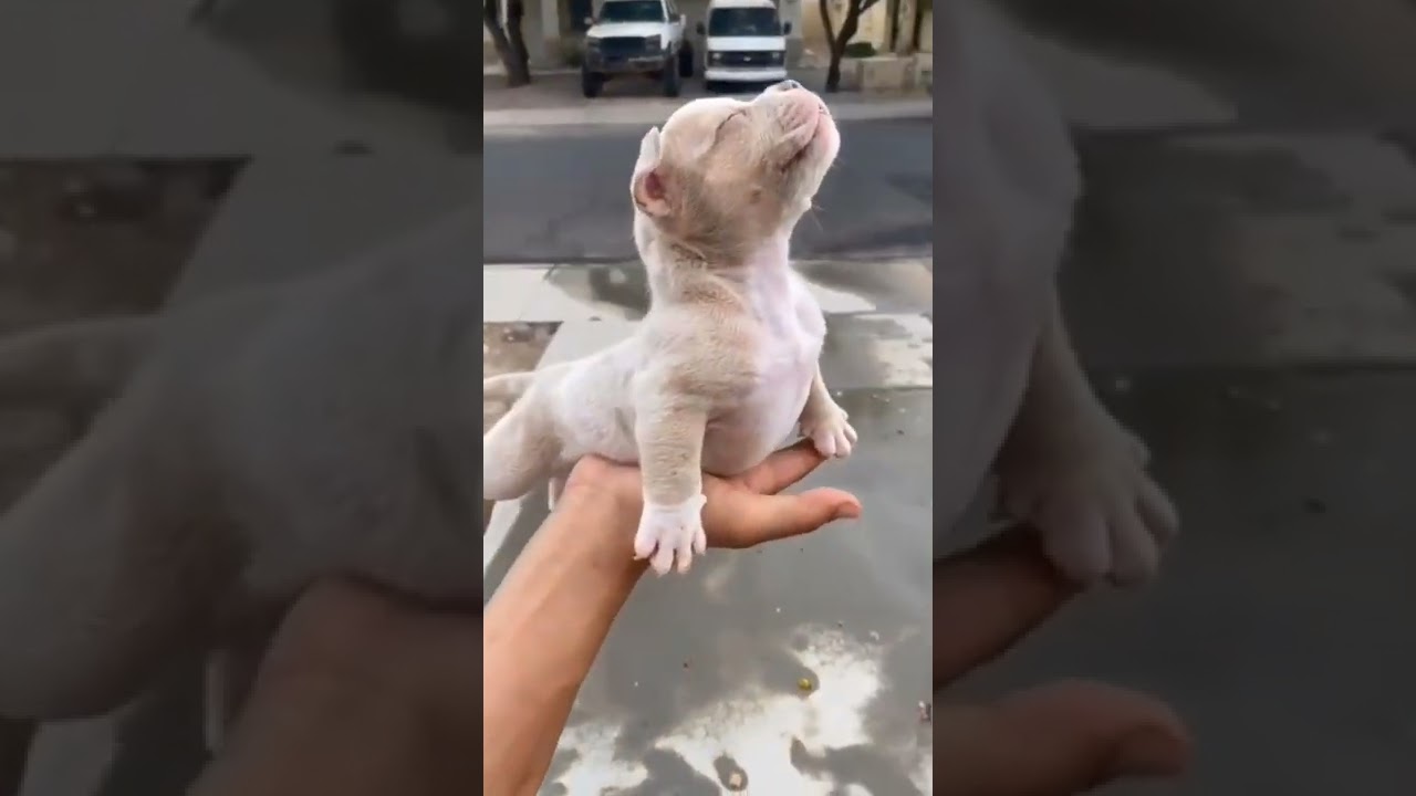America Bully | Cutest Dog Puppy | Bully Puppies 😍 tri colored american bully