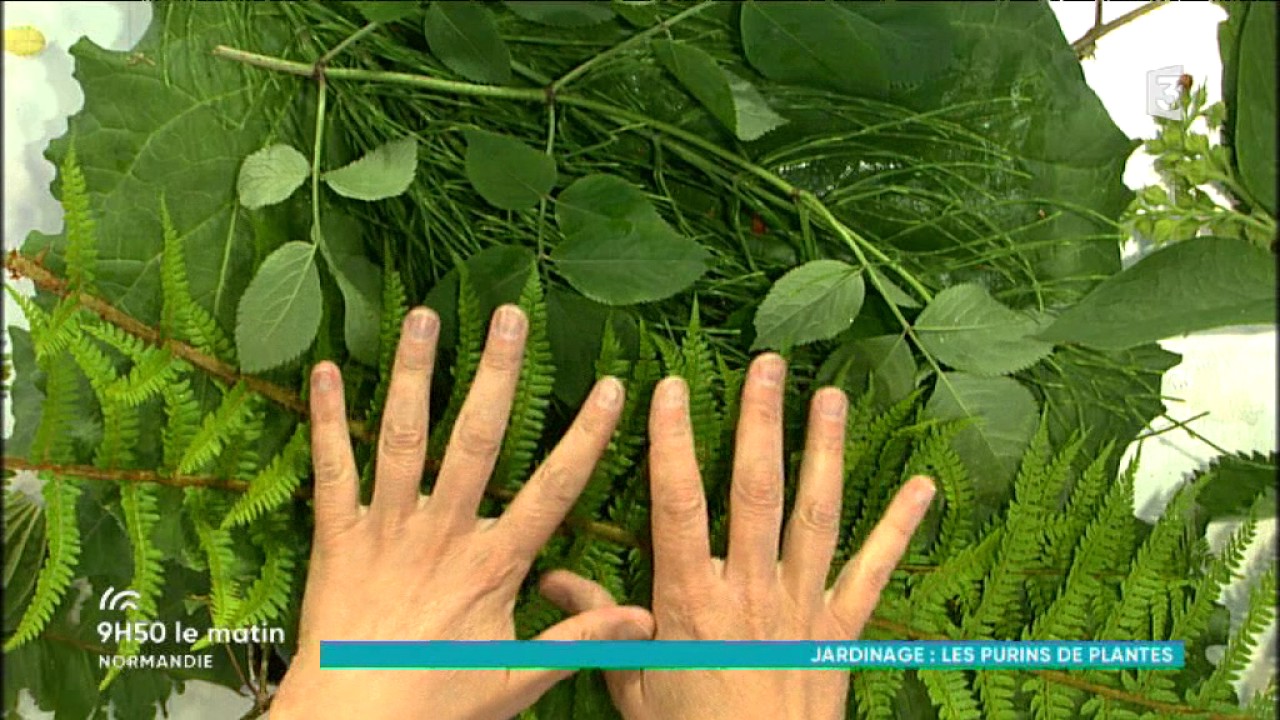 Fabriquer du purin de plantes