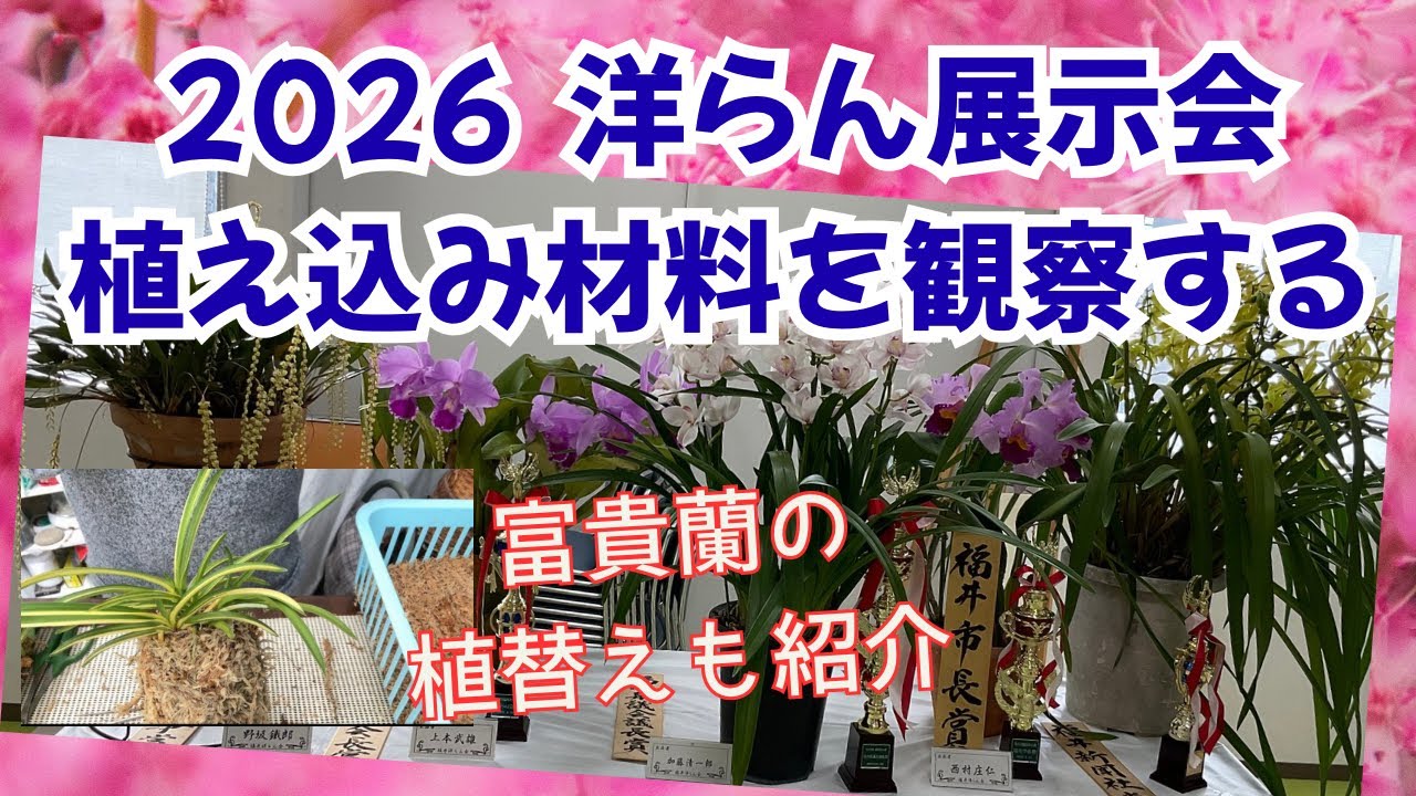 福井洋らん展植え込み材料レポート　富貴蘭の植替えなど