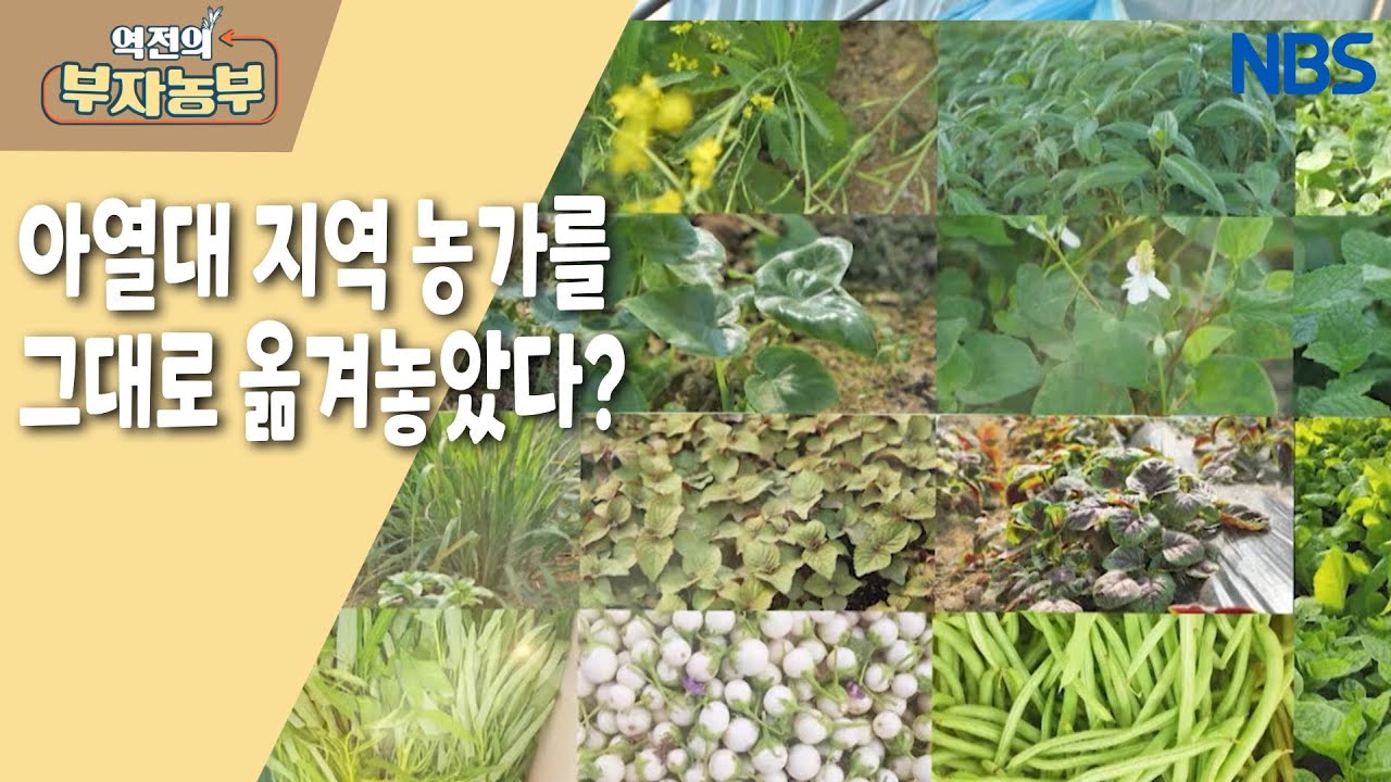 [아열대 채소로 연 매출 2억!!!] 아열대 채소를 재배하게 된 연유는...?