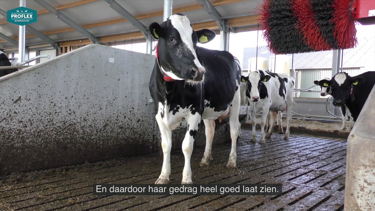 Proflexbeton MeadowFloor in de nieuwe stal