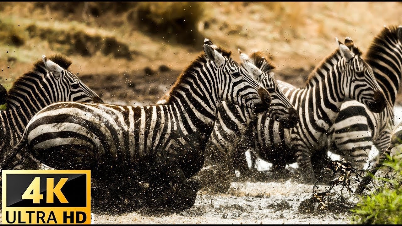 4K Wild Animals - Africa, Mana Pools National Park - Scenic Wildlife Film With Calming Music