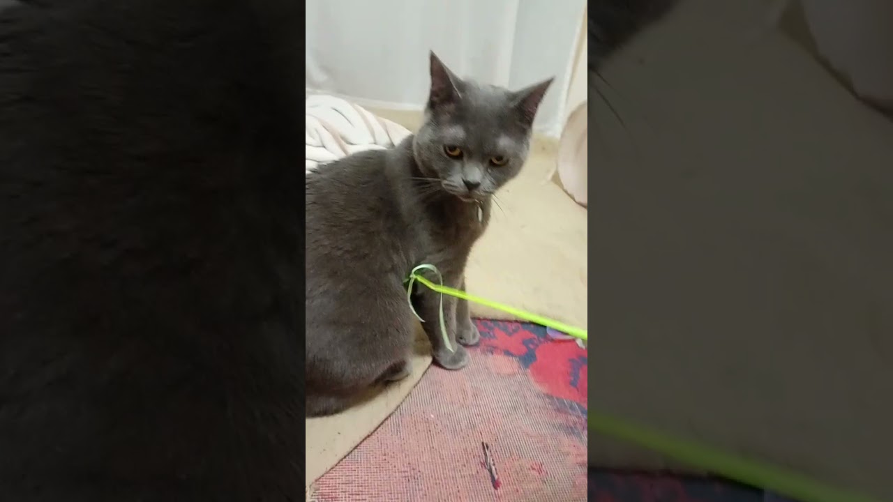 #猫三銃士#ロシアンブルー#サビ猫#ラグドール