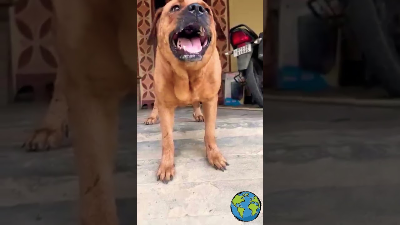 kutha kutha #dog #dogshorts #shortvideo #news