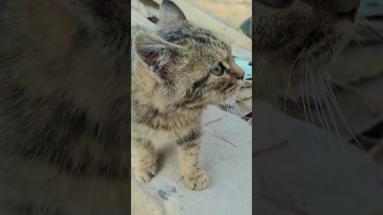 Cat can sense your stress 🐈 #cats #catshorts #catlover_3975 #catfacts