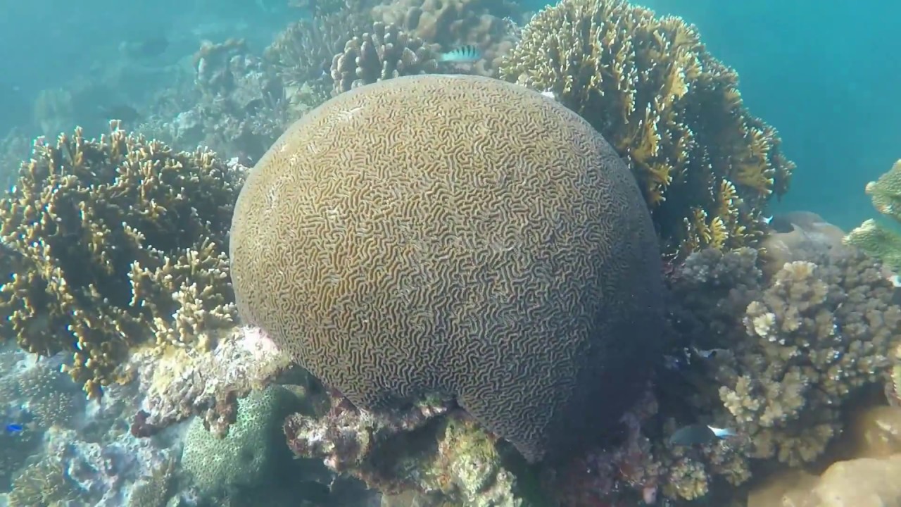 The Pearl Resort Pacific Harbour Fiji Reef Snorkel via Kayak June 2018