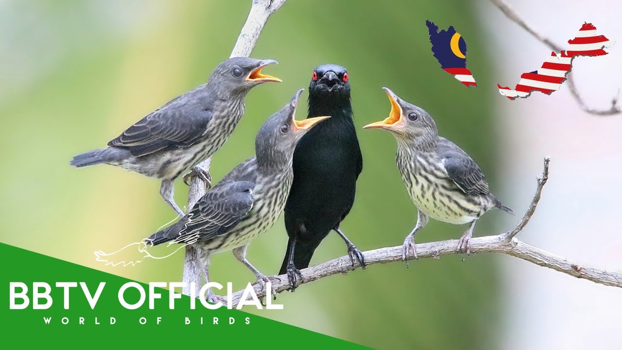 Birds Of Malaysia | Most Beautiful Birds Found in Malaysia You've Never Seen | BBTV Official