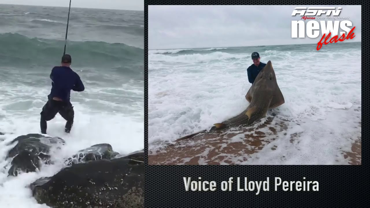 Great catch Giant Sand Shark