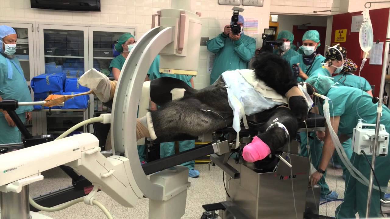 Knoxville Zoo director Lisa New talks about surgery for gorilla