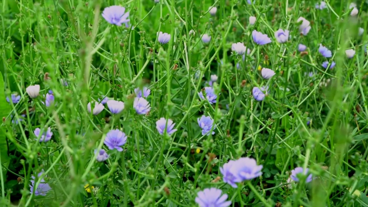 Prairie à flore variée
