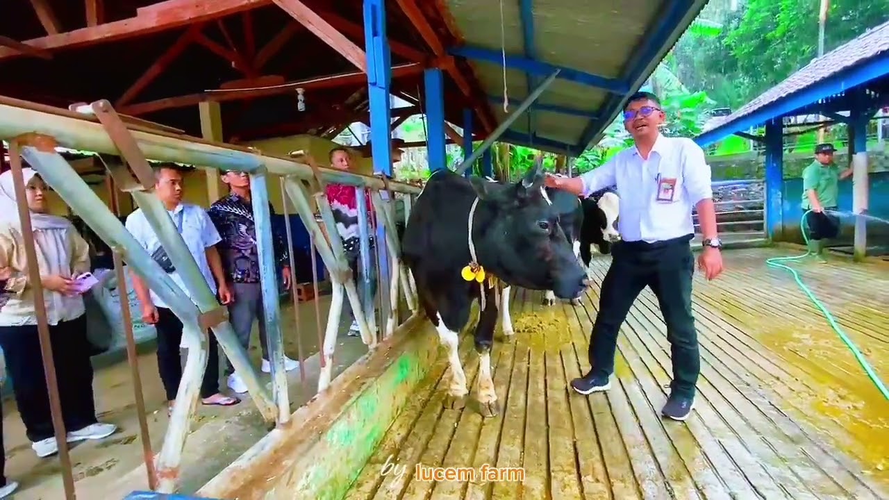 BIMTEK PETERNAK MILENIAL BBPP Batu (Part 2/3) // Peternakan Sapi Perah Organik 
