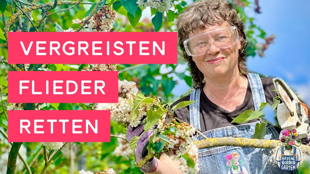 Alten Flieder richtig zurückschneiden: So geht's! Freue dich auf üppige Blüten im nächsten Jahr
