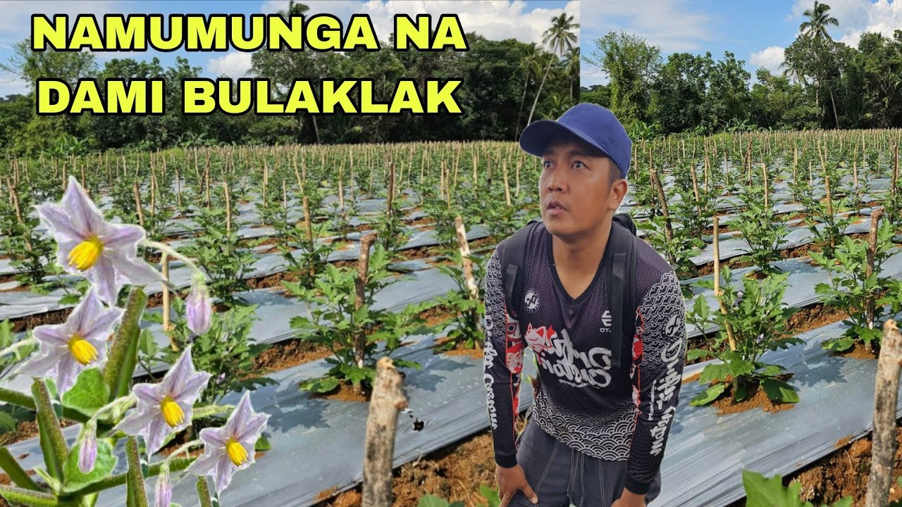 Finally  nagsisimula ng bumunga mamulaklak ang mga talong ...Preperation sa bagong taniman ng kamote