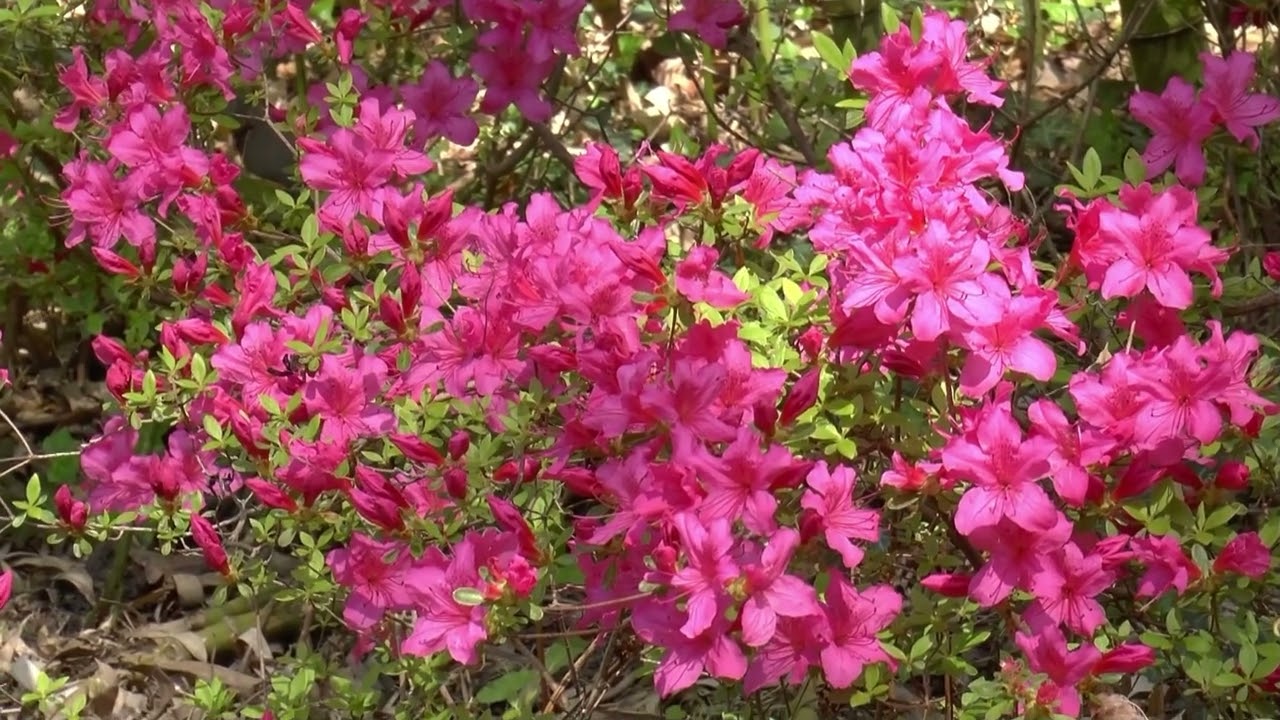 OLIVET (LOIRET) - LE PARC FLORAL DE LA SOURCE