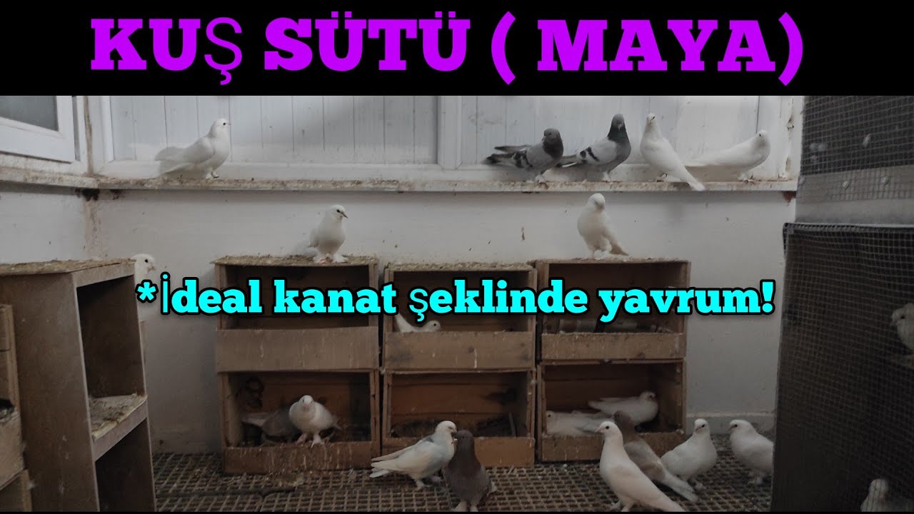 Güvercin de Maya? ( Kuş sütü)