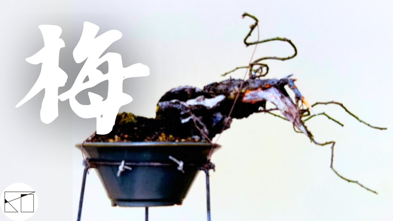 【梅】葉刈りの進め（plum tree）