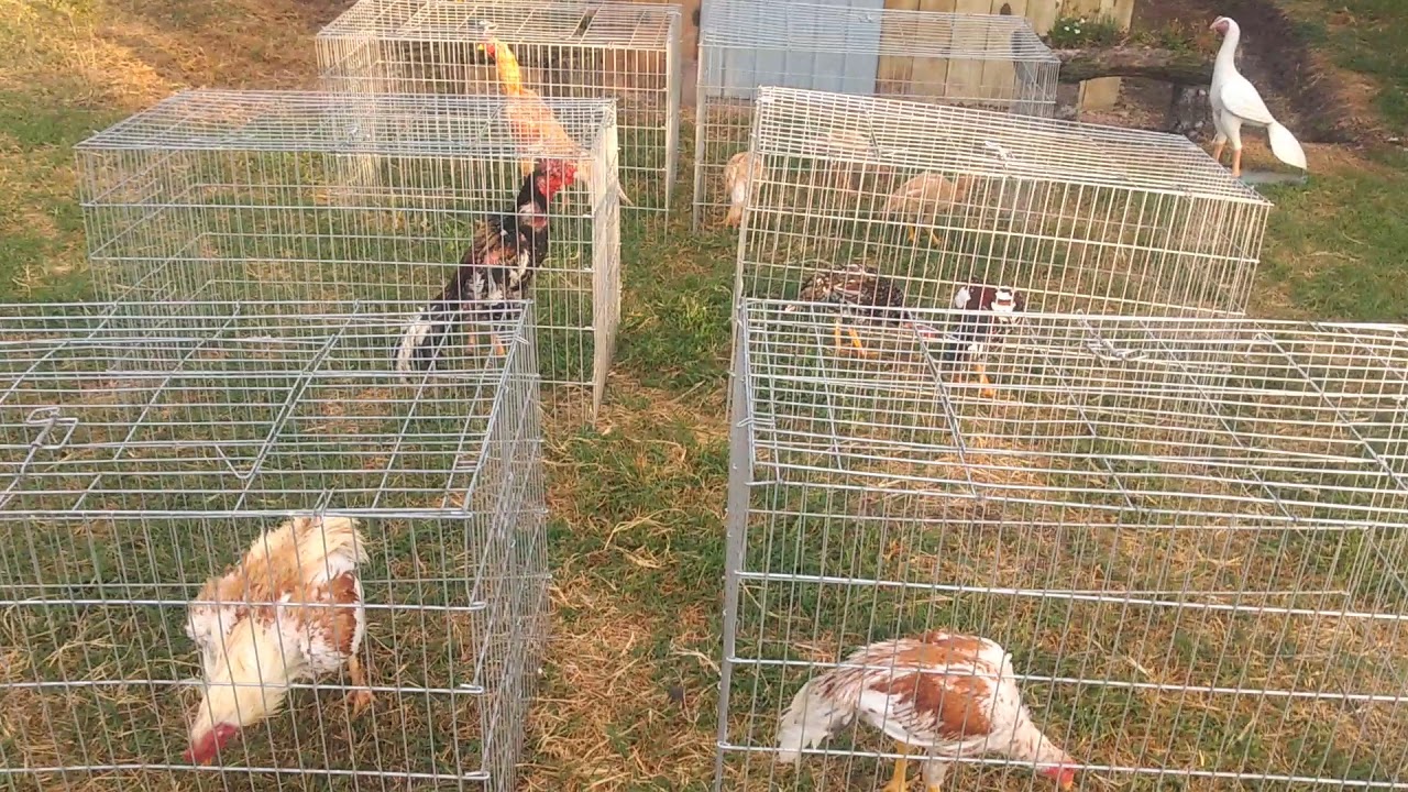 galo índio canto curto pai e filhos