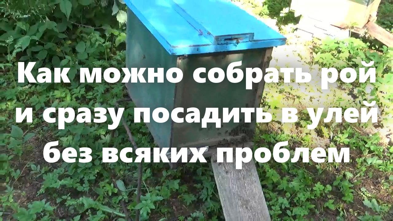 Пчеловодство для начинающих и своя пасека: как собрать пчелиный рой (рой пчел) сразу в улей.