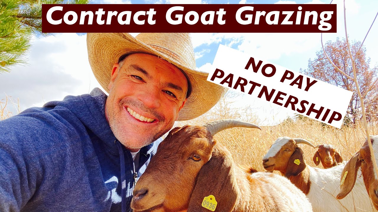 Contract Goat Grazing: The NO PAY Partnership