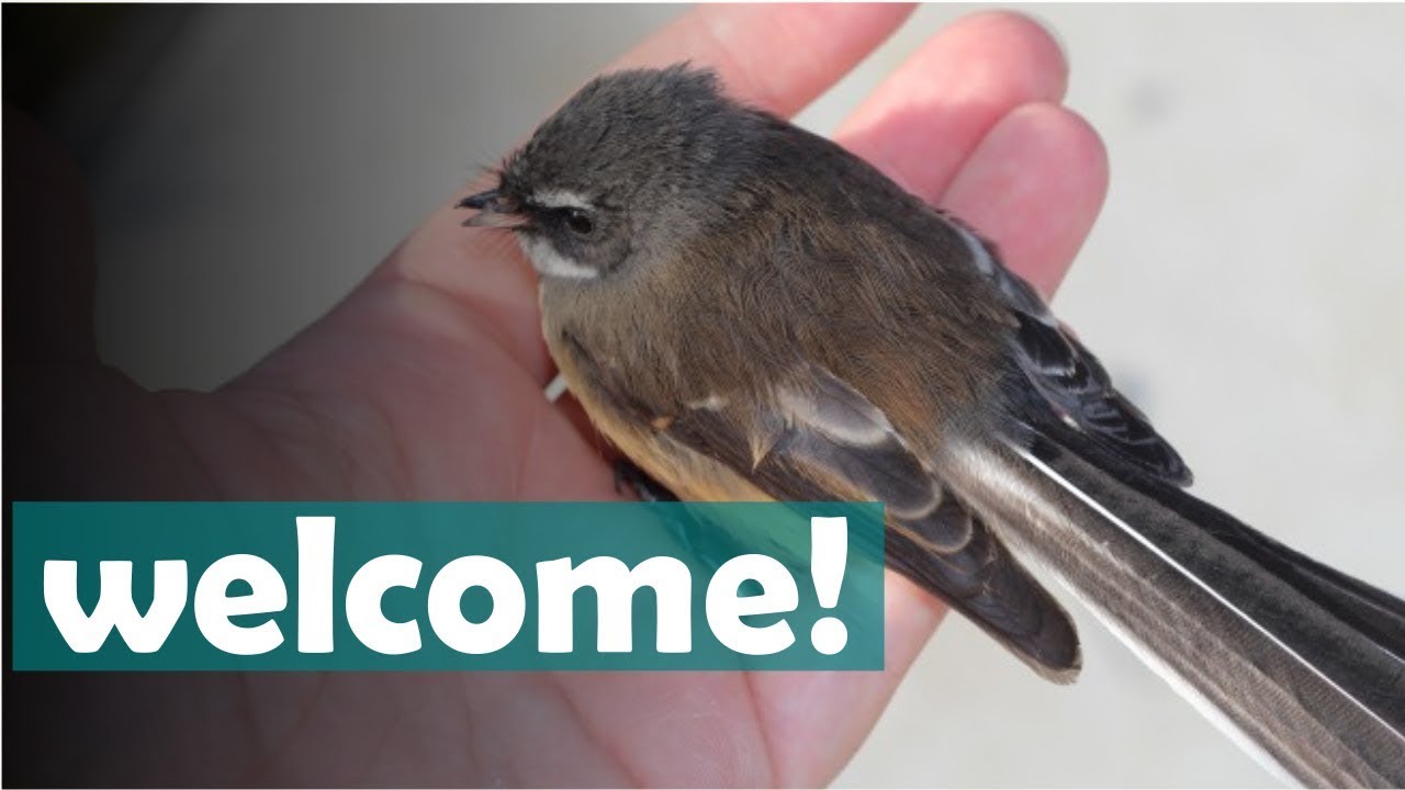 Welcome to Fantail Valley Homestead