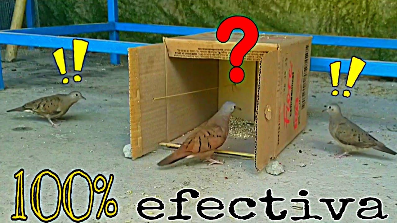 Como cazar palomas con caja de cartón// birdtrap.
