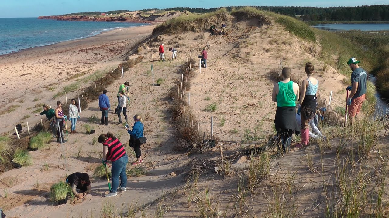 Sand dune restoration in PEI National Park