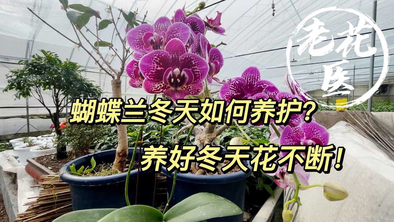 【老花医植物推荐】冬季如何养年宵花蝴蝶兰？把握好这几点，养好冬天花不断！4 tips for Moth Orchid care in Winter.