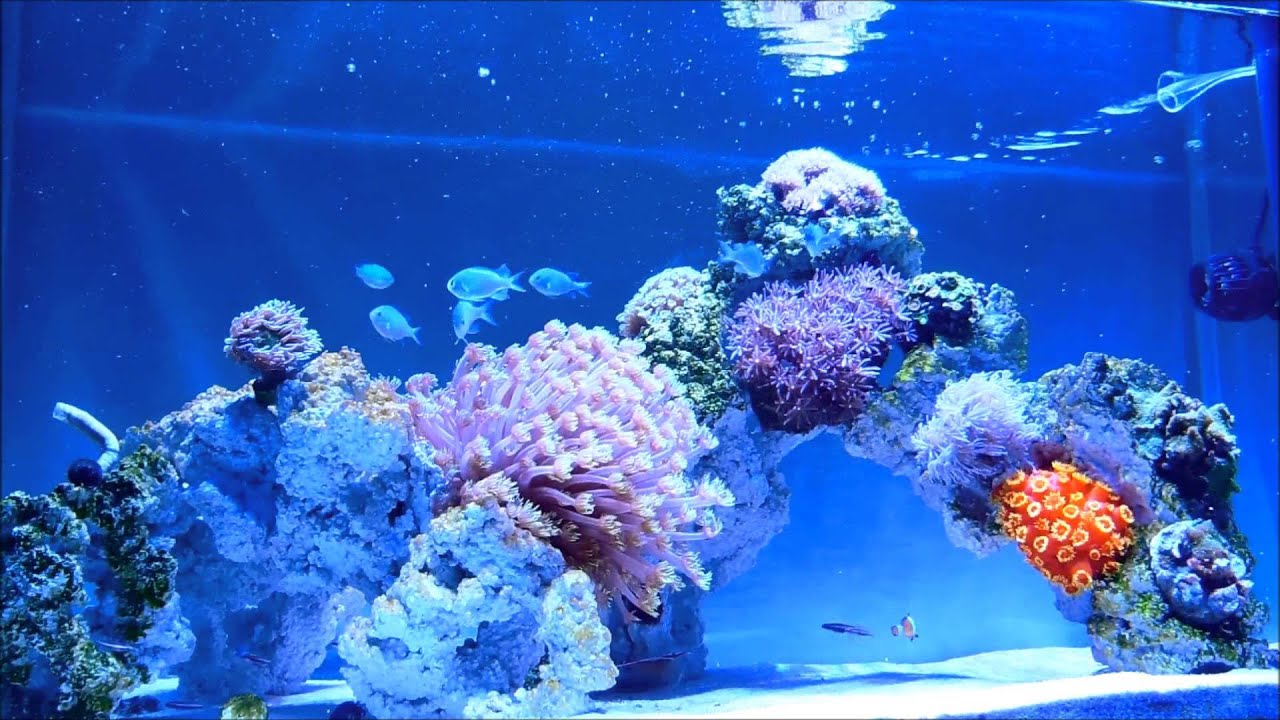 [90cm Tank2]　サンゴ＆海水魚　coral & fish aquarium