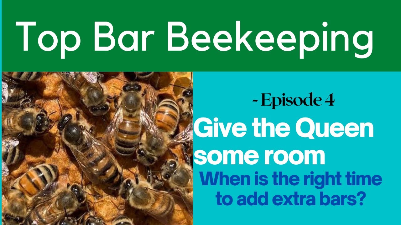 Make room for the Queen in our Top Bar Hive. The right time to add space for the Queen to lay.