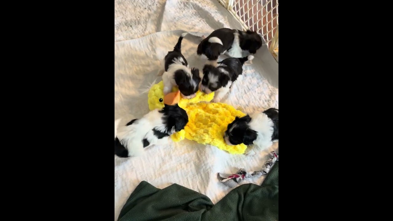 Havanese puppies 